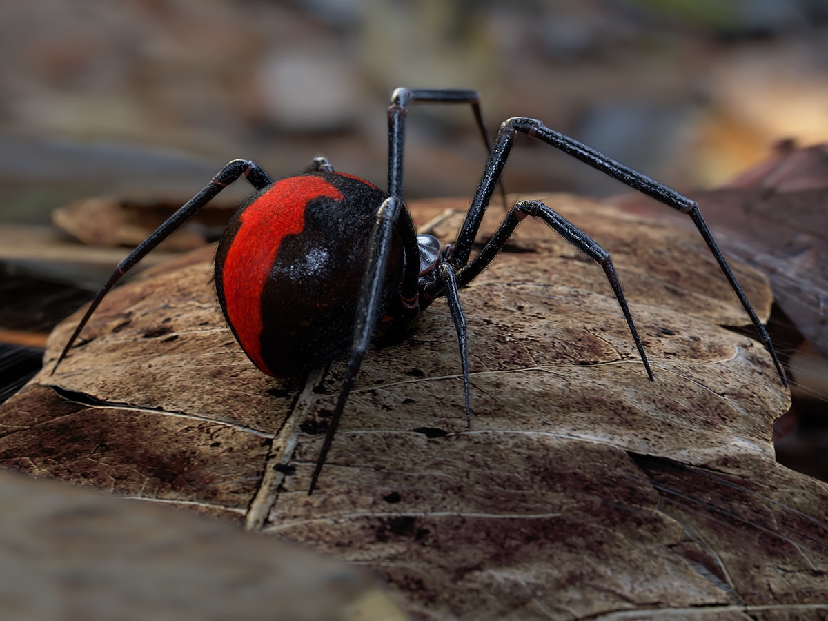 10 Most Deadly Spiders in Australia Man of Many