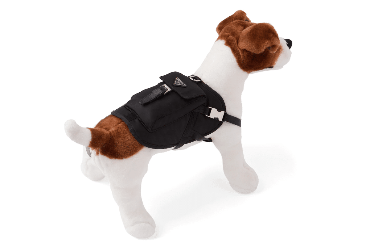 700 Prada Dog Coat is a Fitting Accessory for a Pack Leader Man of Many