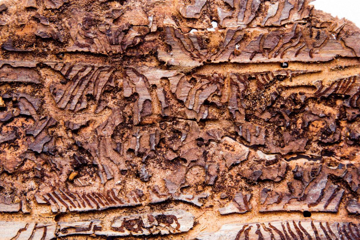 Oak Trees Damaged by Oak Bark Beetles Manor Tree Service