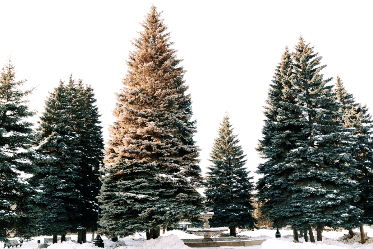 When is the Best Time to Prune an Evergreen? Manor Tree Service