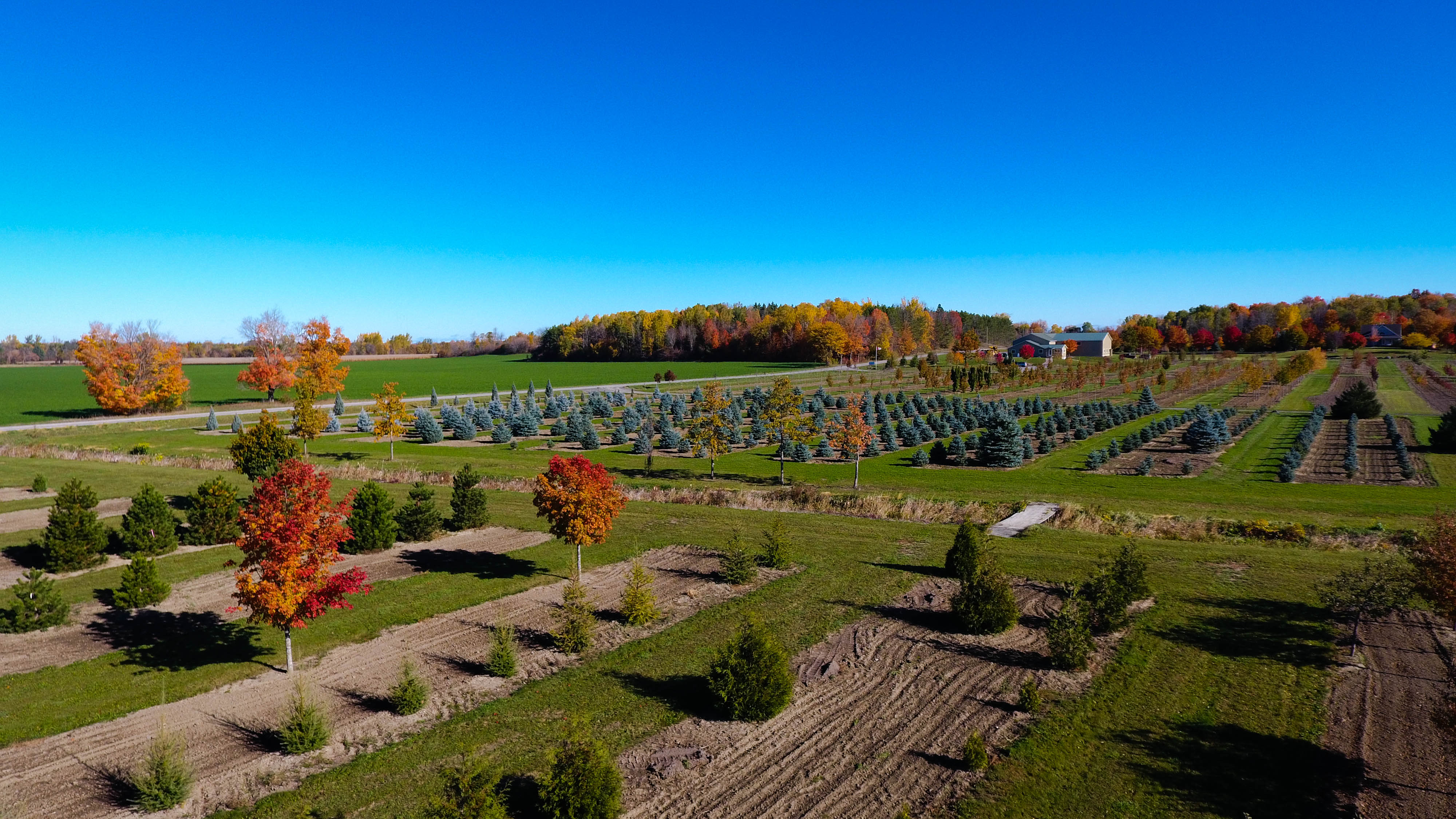 Tree Sales Manotick Tree Movers Inc.