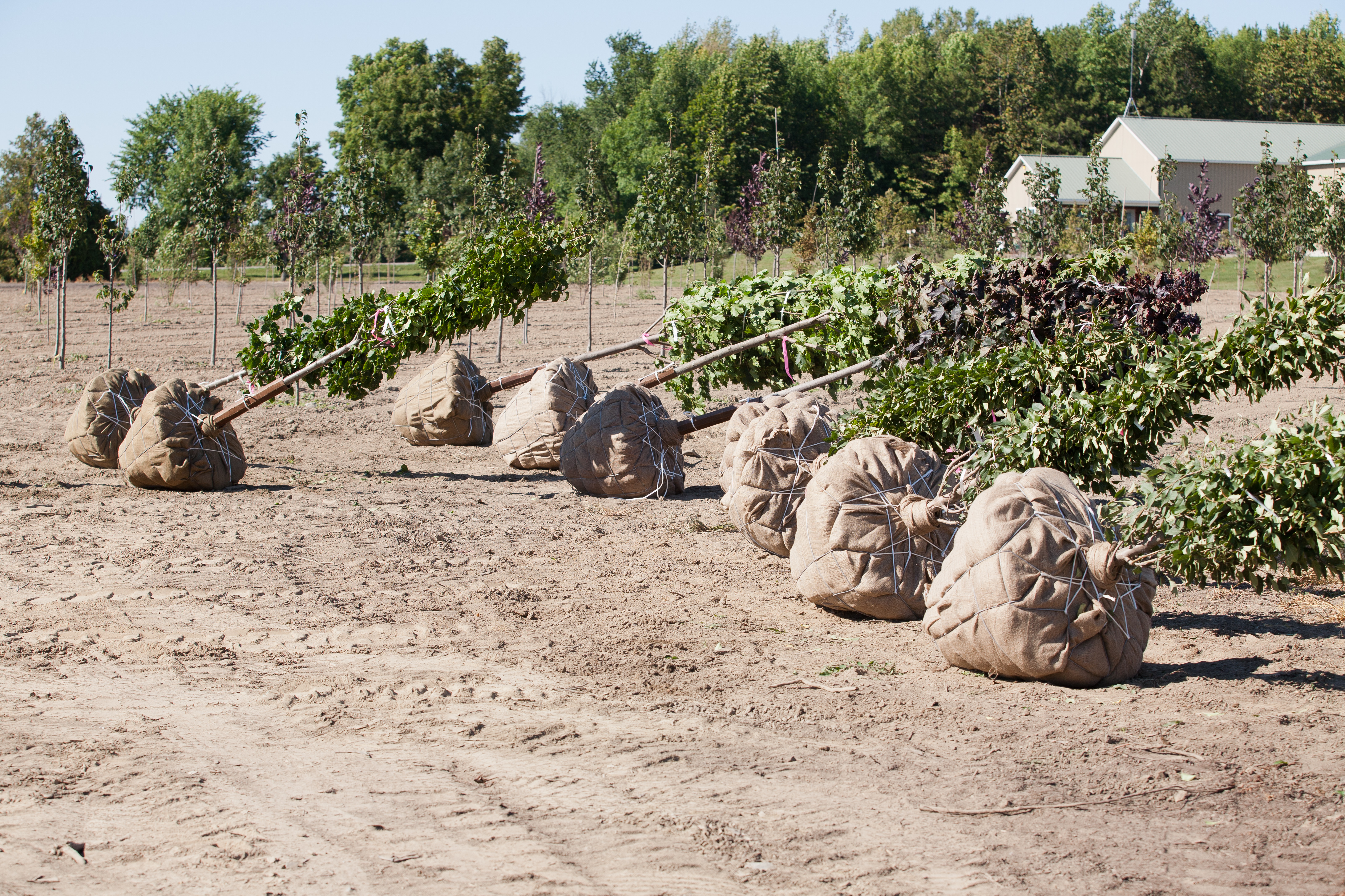 Tree Moving Manotick Tree Movers Inc.