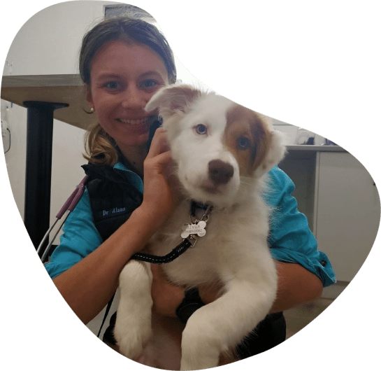 Mansfield Veterinary Clinic Animal Emergency Services