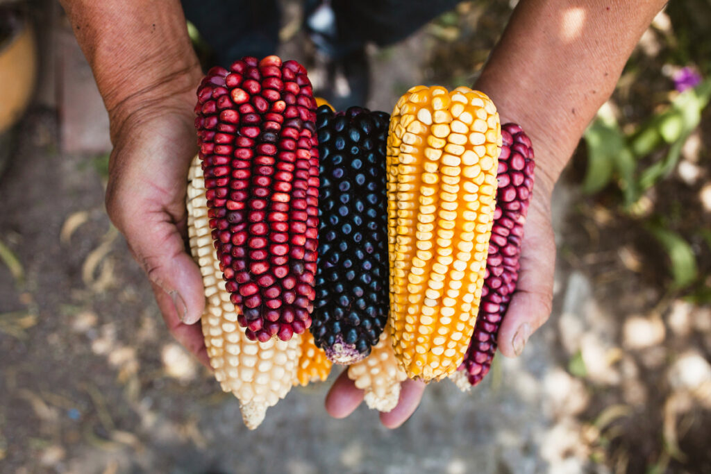 The Importance of Corn in Mexican Gastronomy Mansion Mauresque