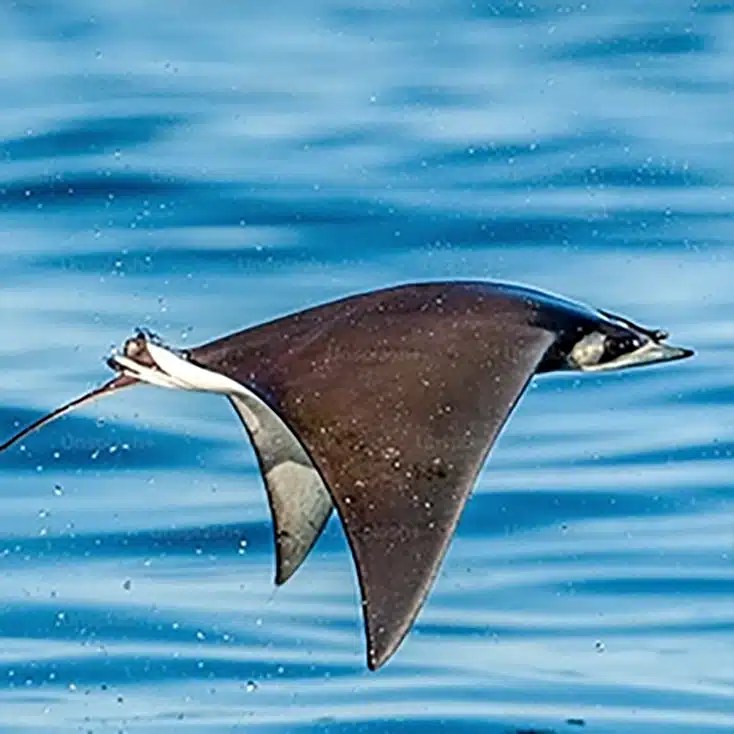 Manta Ray Facts and Information