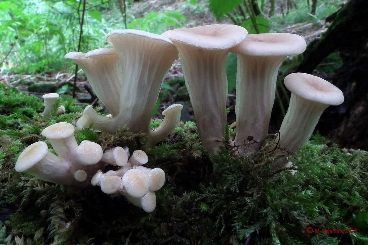 Çıkrık İstiridyesi (Pleurotus cornucopiae) Mantarlı Yaşam