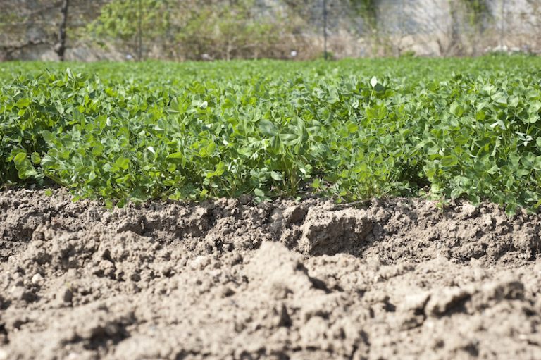 WHY AND HOW TO SOW GREEN MANURES Mantis UK Expect Big Things