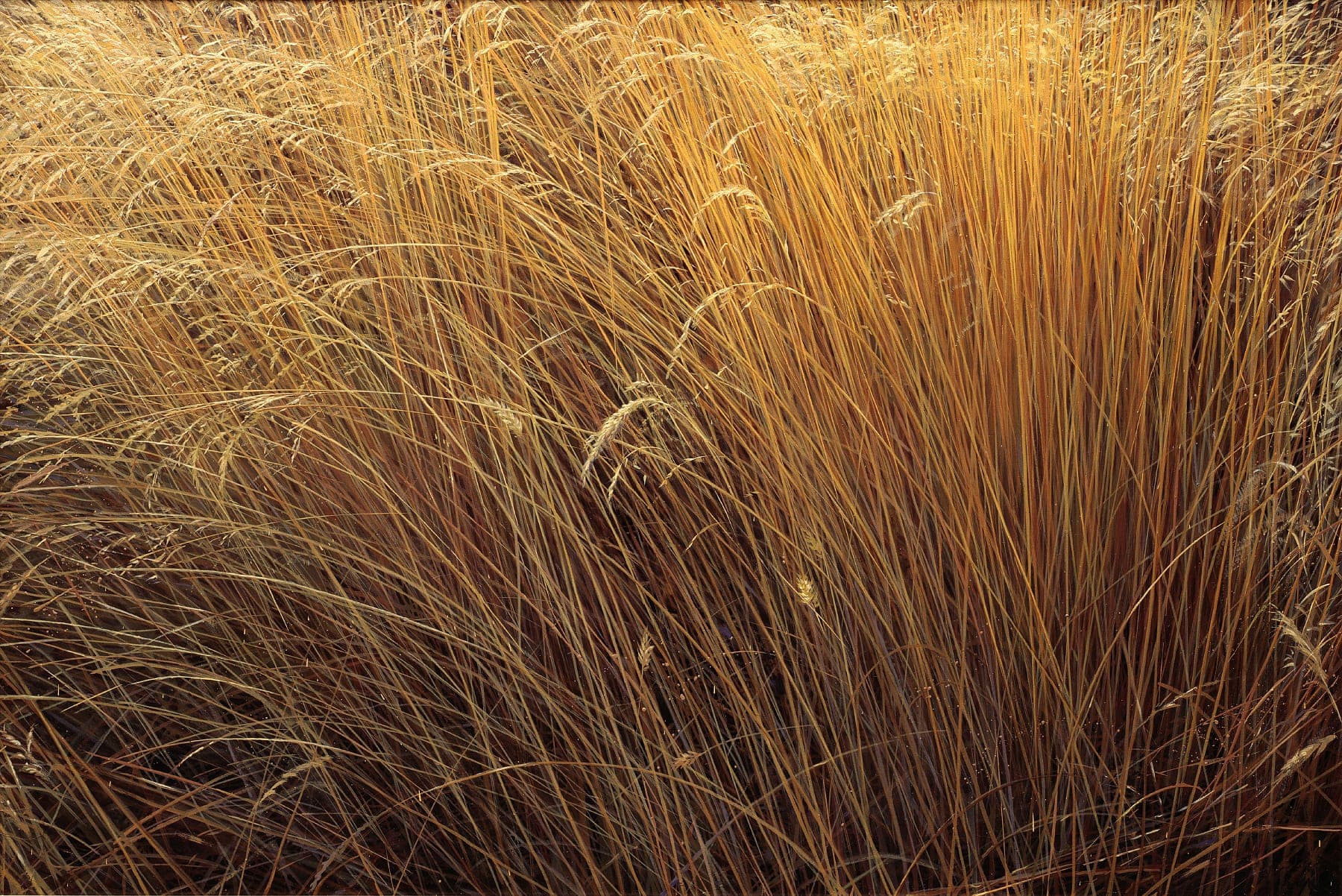 Grass Painting Painting grass in watercolor at getdrawings Oxilo