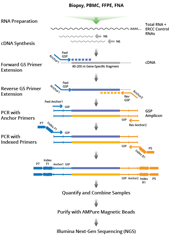cDNA Synthesis and Amplification DriverMap™ Targeted Expression