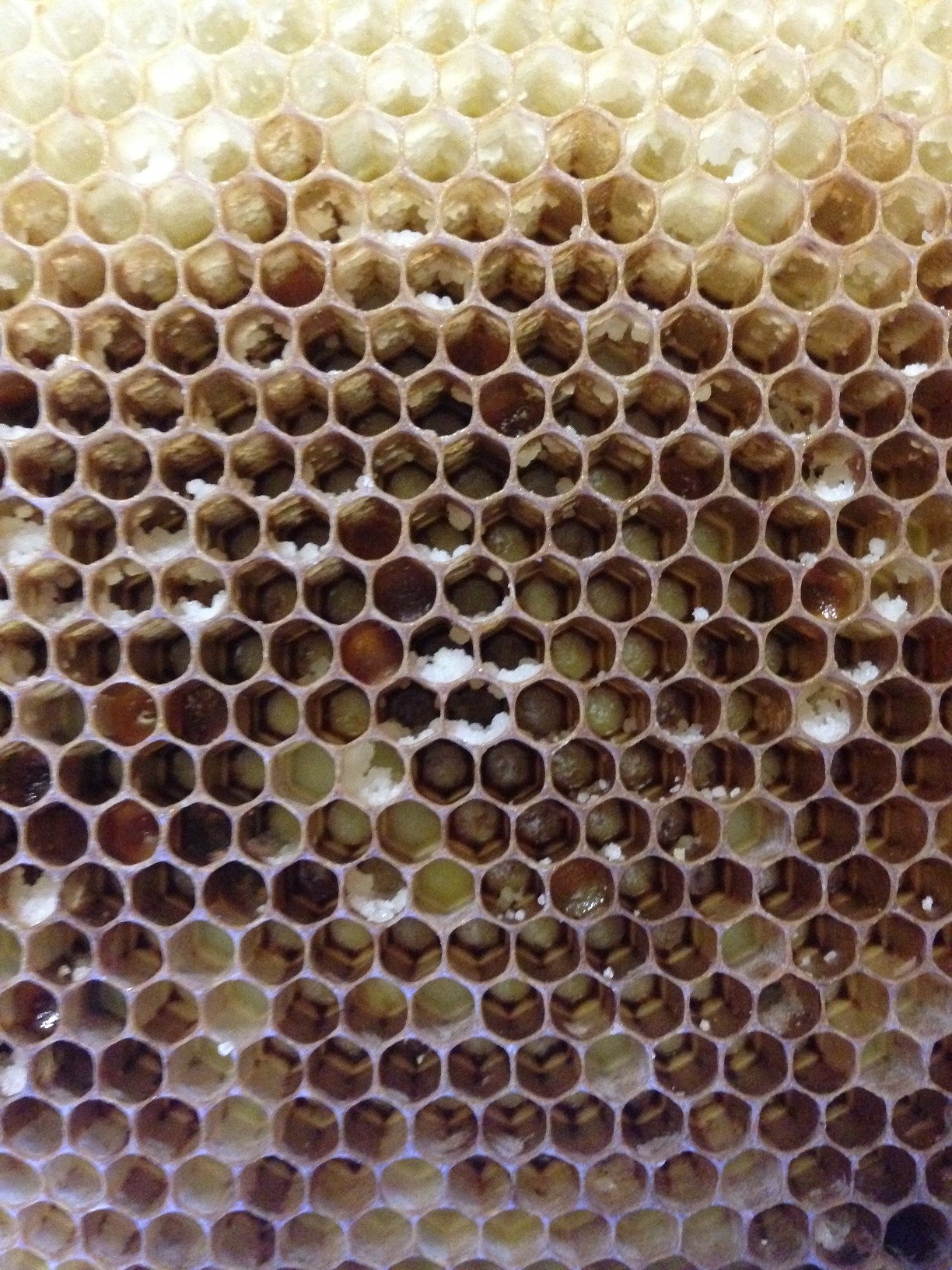 empty hive learning from mistakes Manward Press