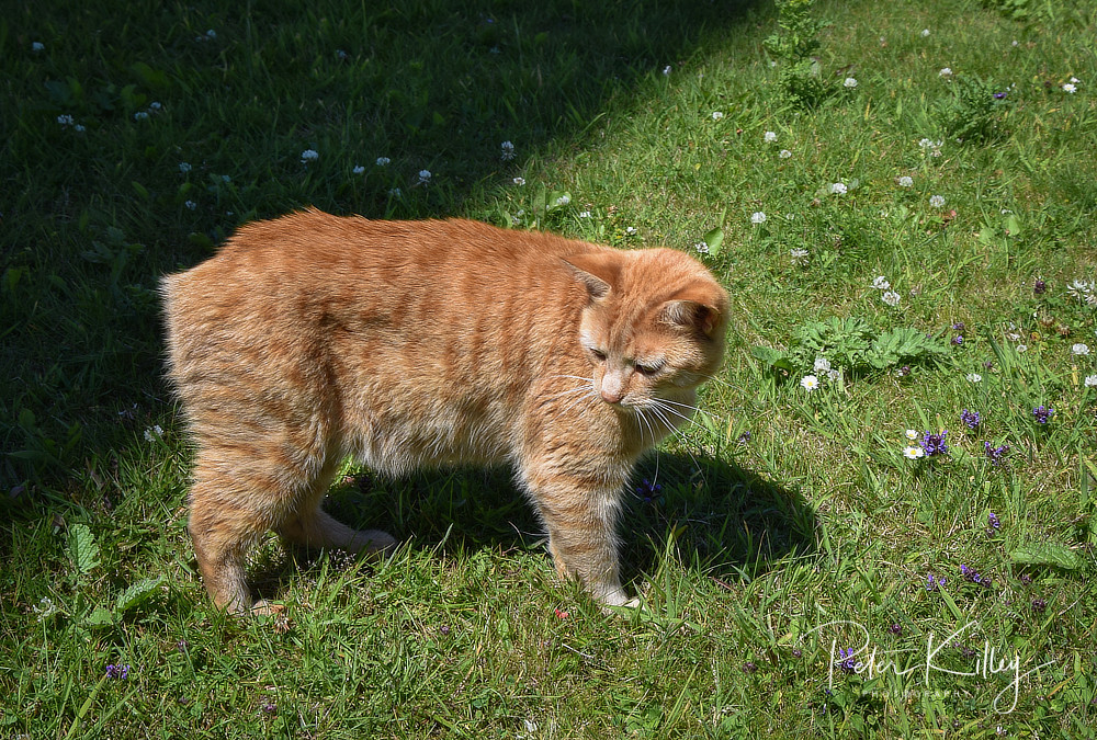 Manx Cat Manx Scenes Photography