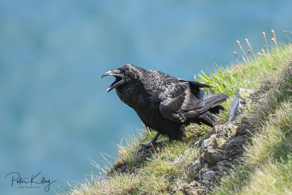Raven Marine Drive Manx Scenes Photography
