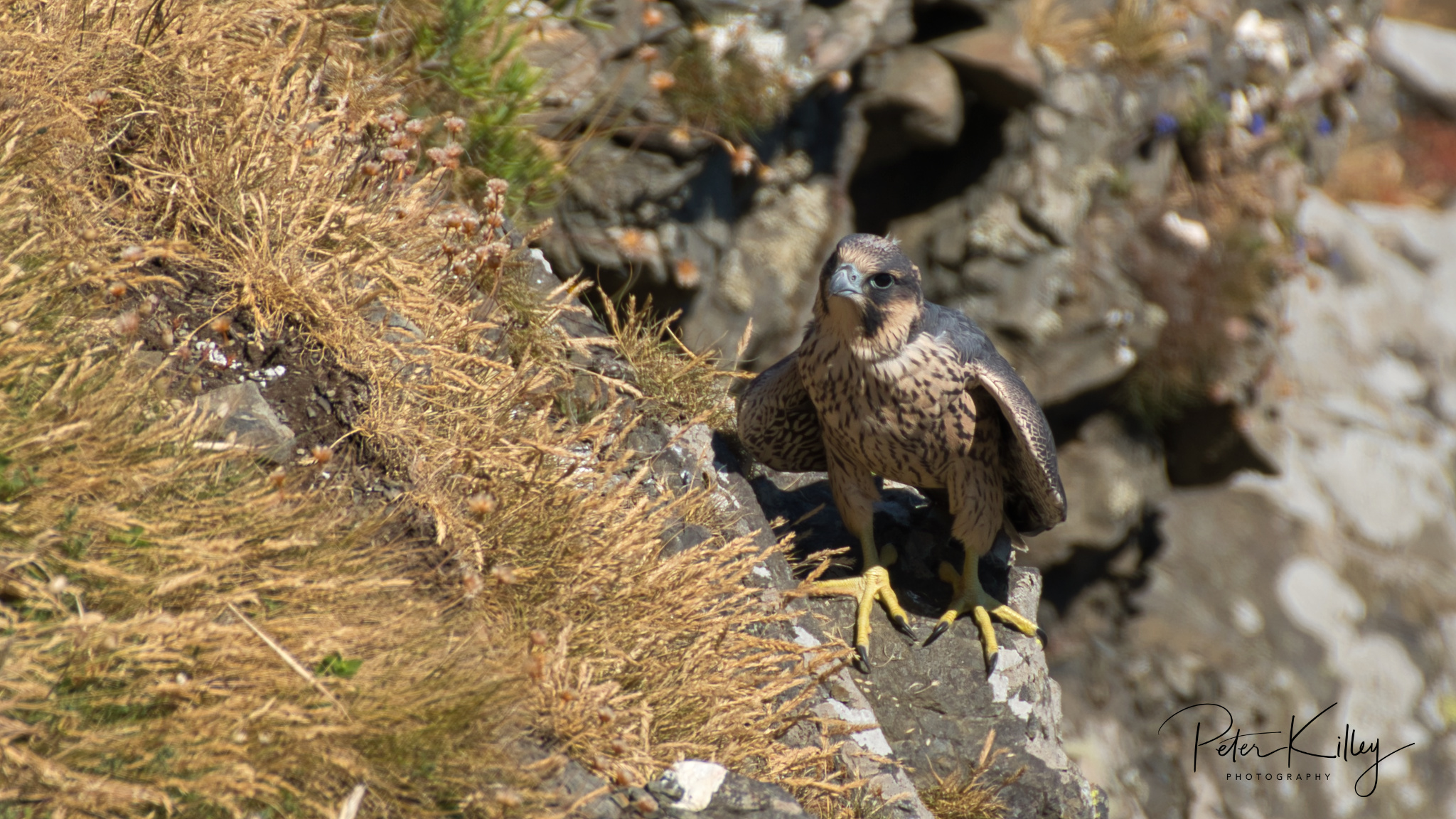 Juvenile Peregrine Falcon Manx Scenes Photography