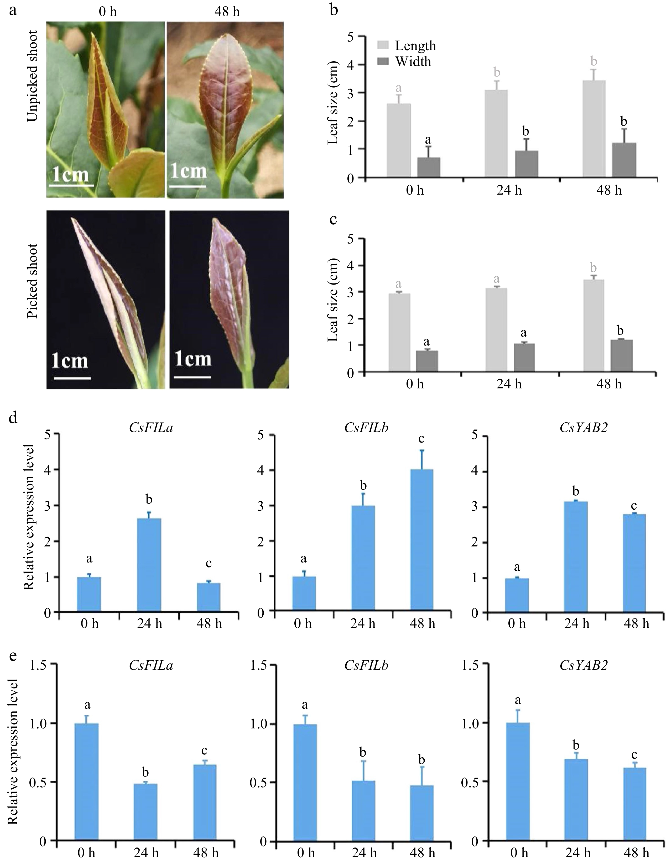 Roles of YABBY tanscription factors in the regulation of leaf