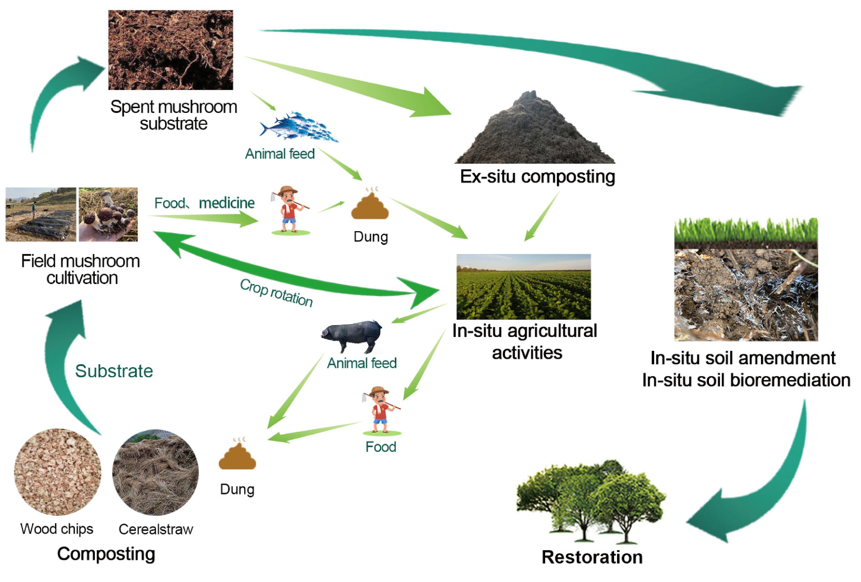 Mushroom cultivation for soil amendment and bioremediation