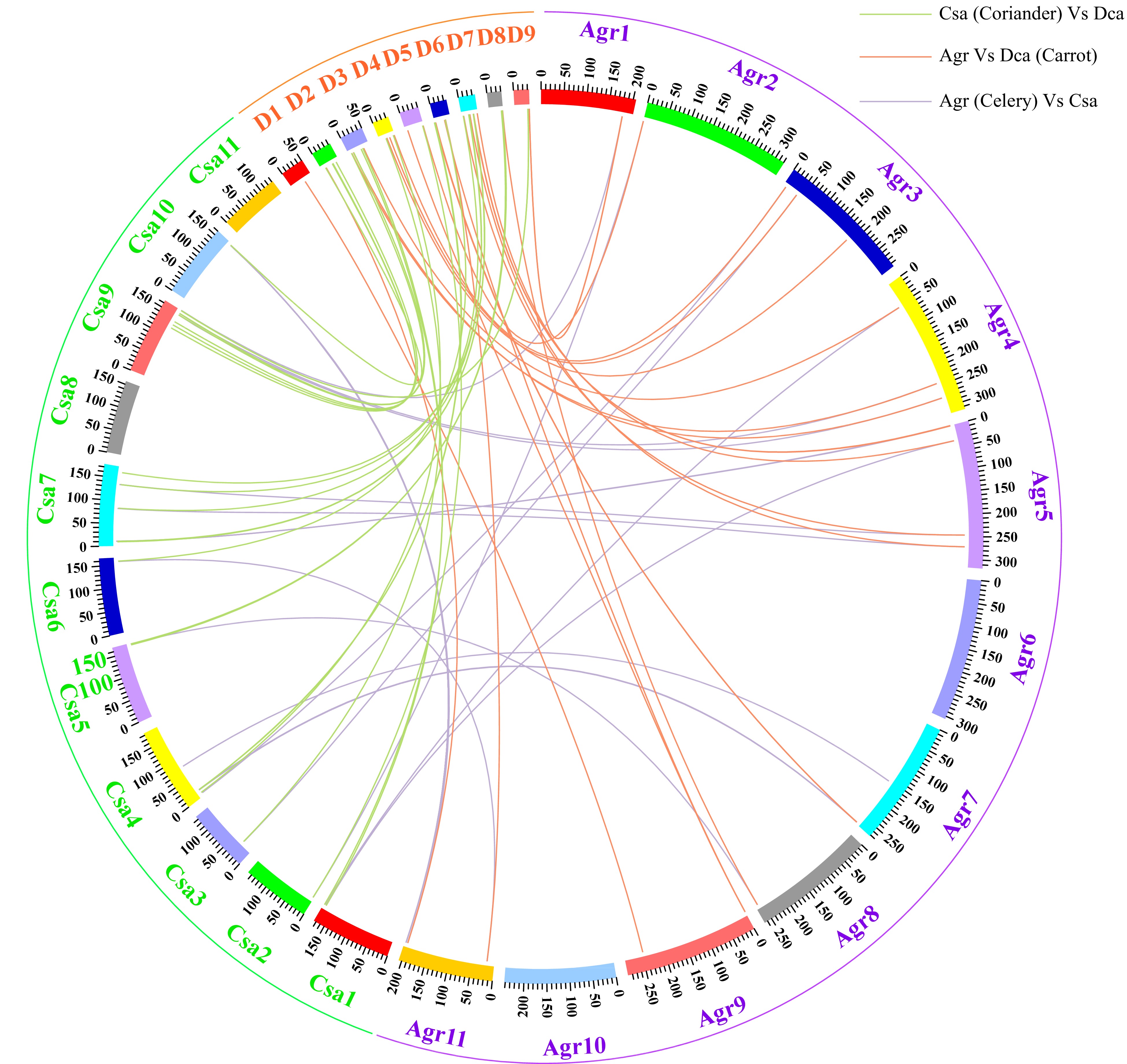 Comparative analysis of the TCP gene family in celery, coriander and