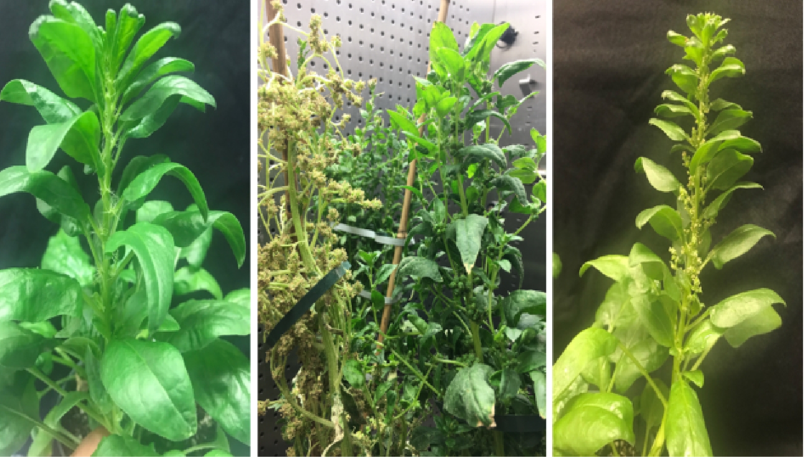 Research advances and prospects of spinach breeding, and genomics