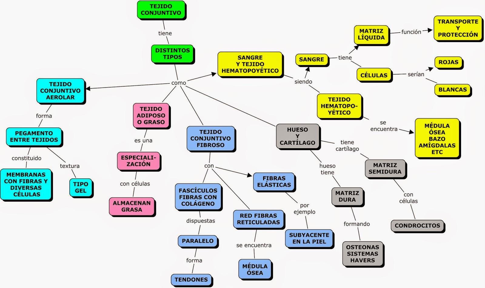 Tejido conectivo mapa conceptual ¡Guía paso a paso!