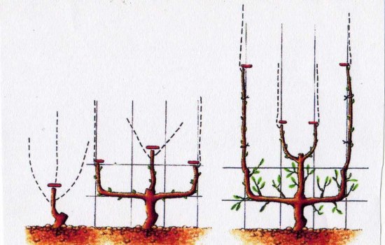 Planter un espalier ou une palmette chez vous ? Arbre fruitier
