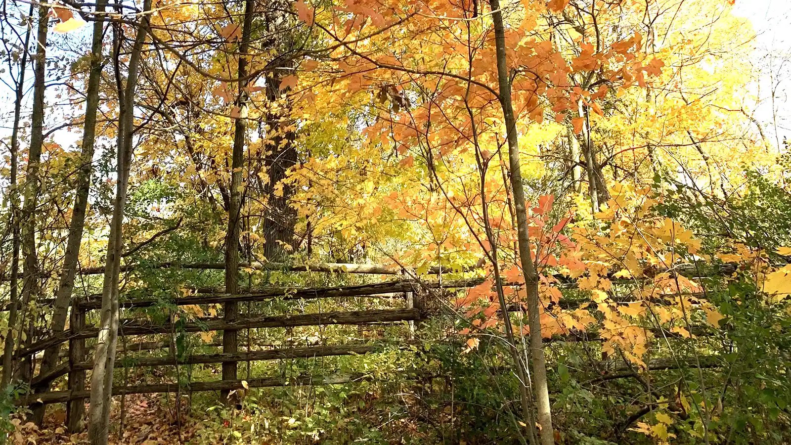 MapleCross Nature Reserve King Maple Cross Maple Cross
