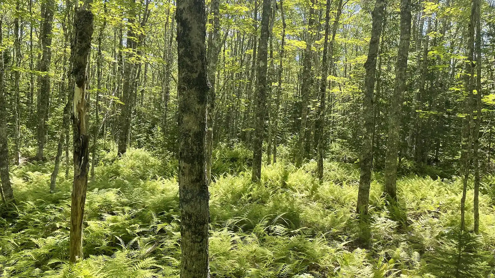 MapleCross Peacewood Natural Area Maple Cross Maple Cross