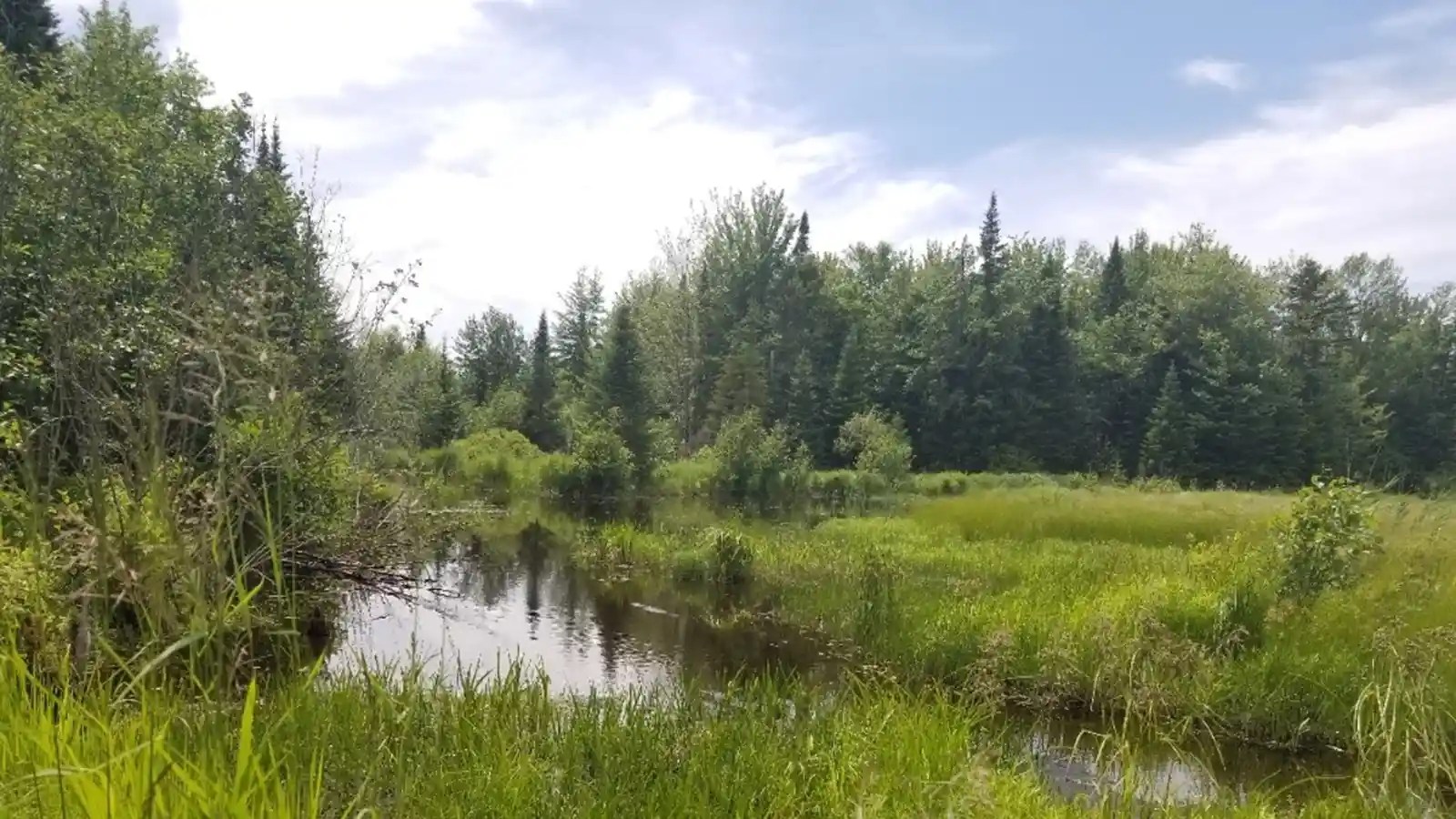 Ross MapleCross Maple Cross Maple Cross