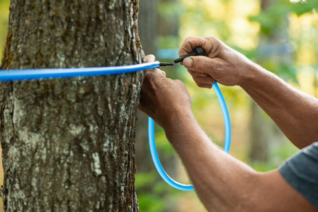 How is Maple Syrup Made? Maple from Canada