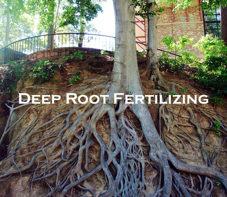 Tree & Shrub Fertilizing Maplegreen Tree Services