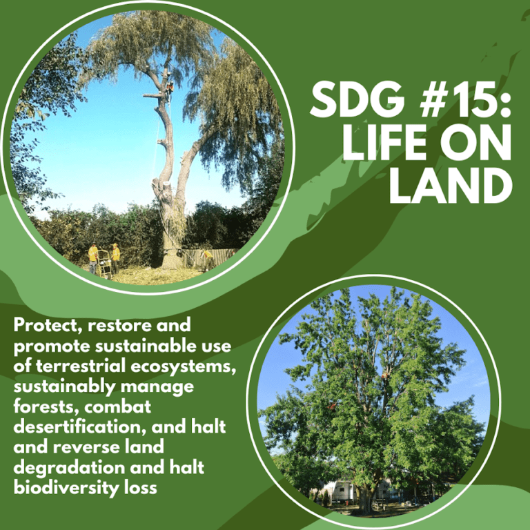 Sustainable Development Goal 15 Life on Land Maplegreen Tree Services