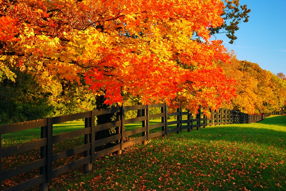 Where to Find the Best Fall Foliage Near Bardstown KY Maple Hill