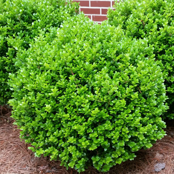 Buxus microphylla v. koreana ‘Winter Gem’ (Boxwood) Maple Hill Nursery