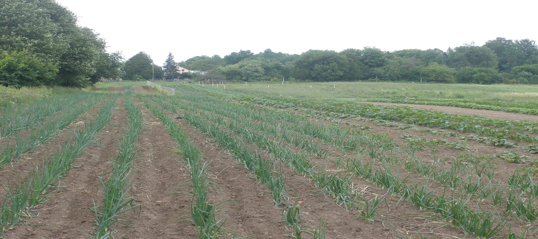 Vegetables Maplelane Farm, Eastern Ontario