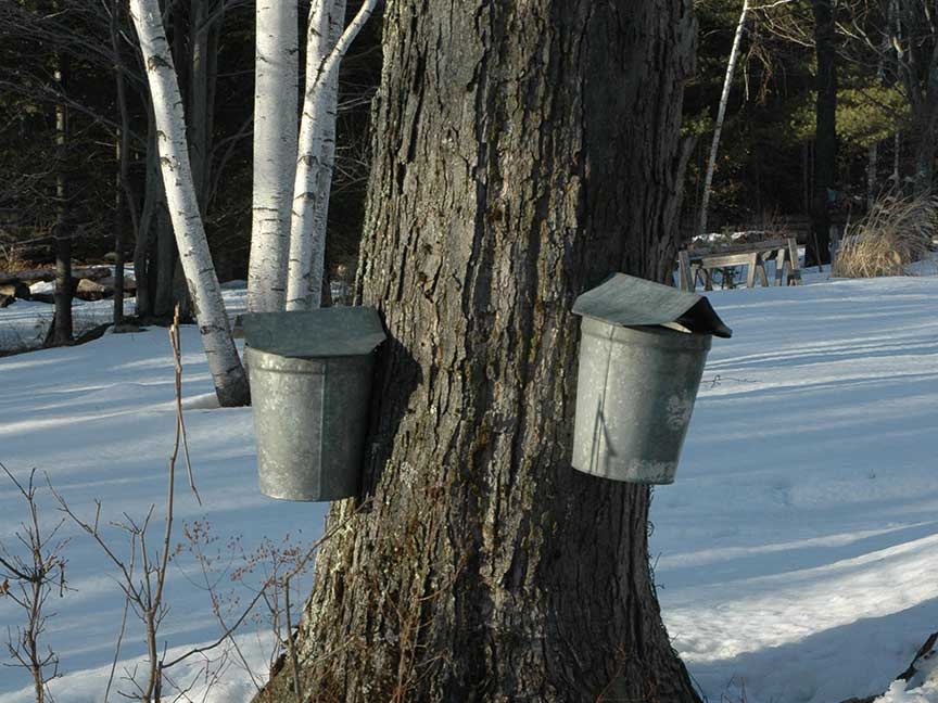 Maple Lane Farms Maple Lane Farm