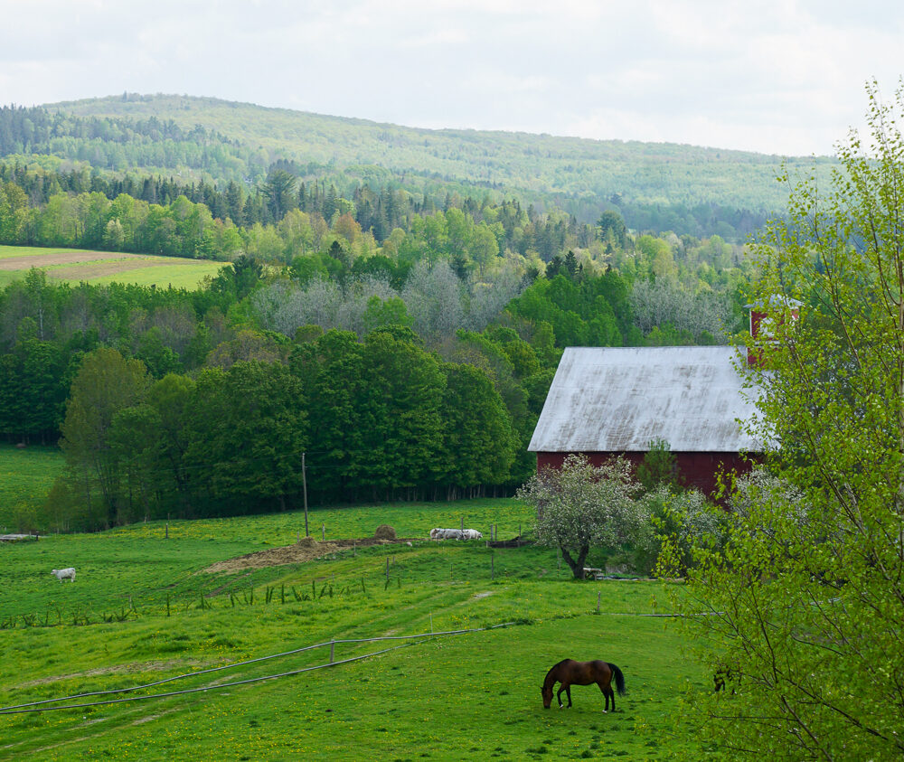 Products Maple Lane Farm