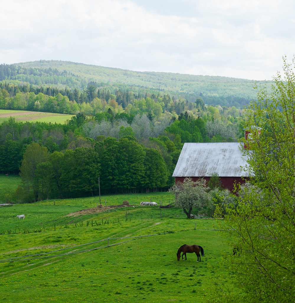 Contact & Visit Maple Lane Farm