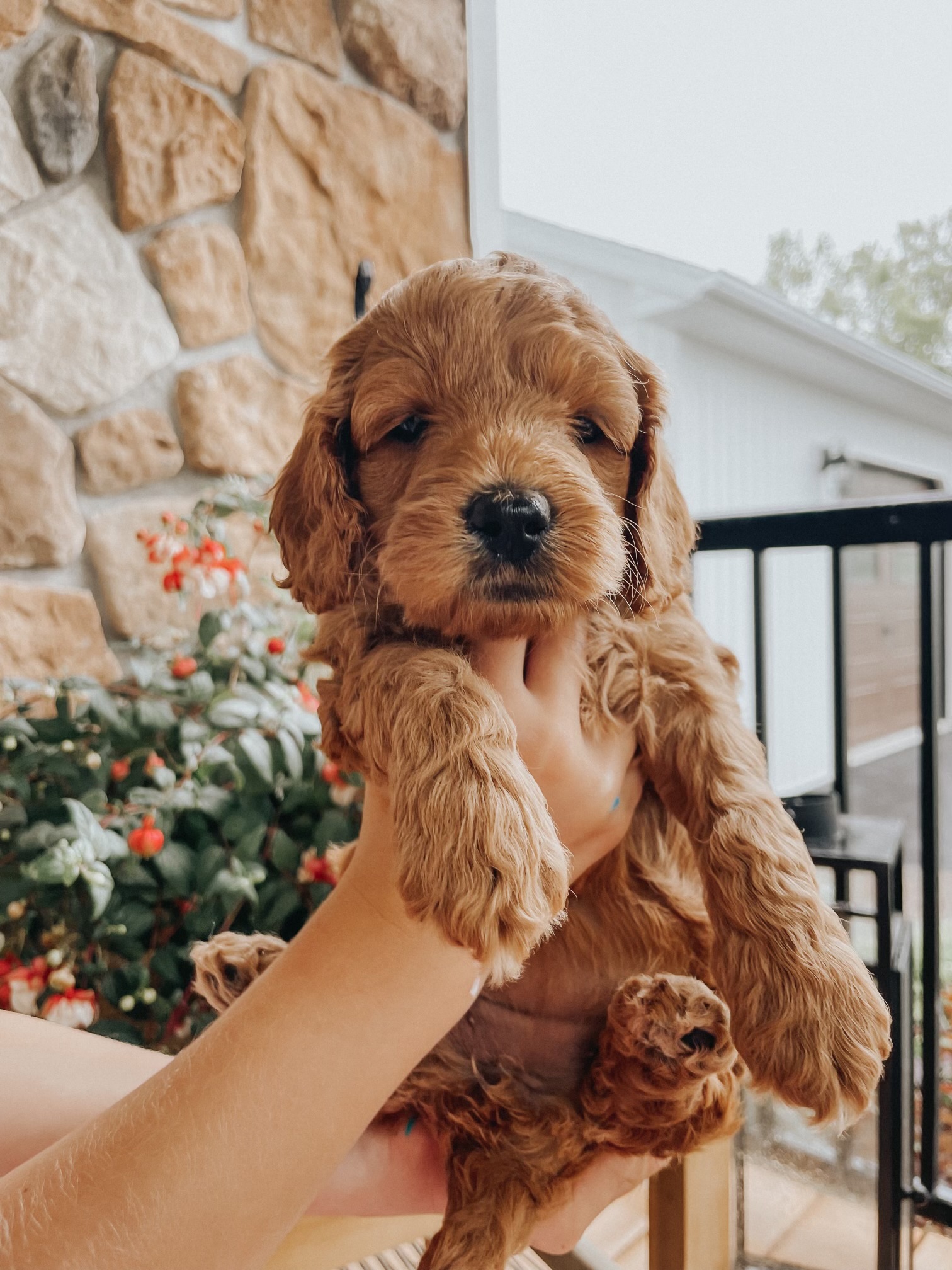 Sage Maple Lane Pets