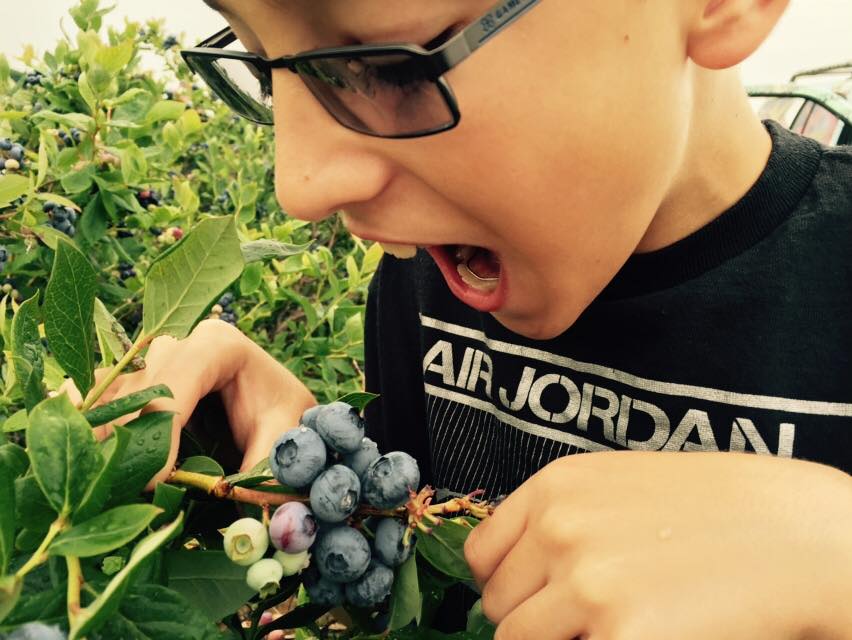 Pennsylvania Blueberry Farm Blueberry Picking near York & Baltimore