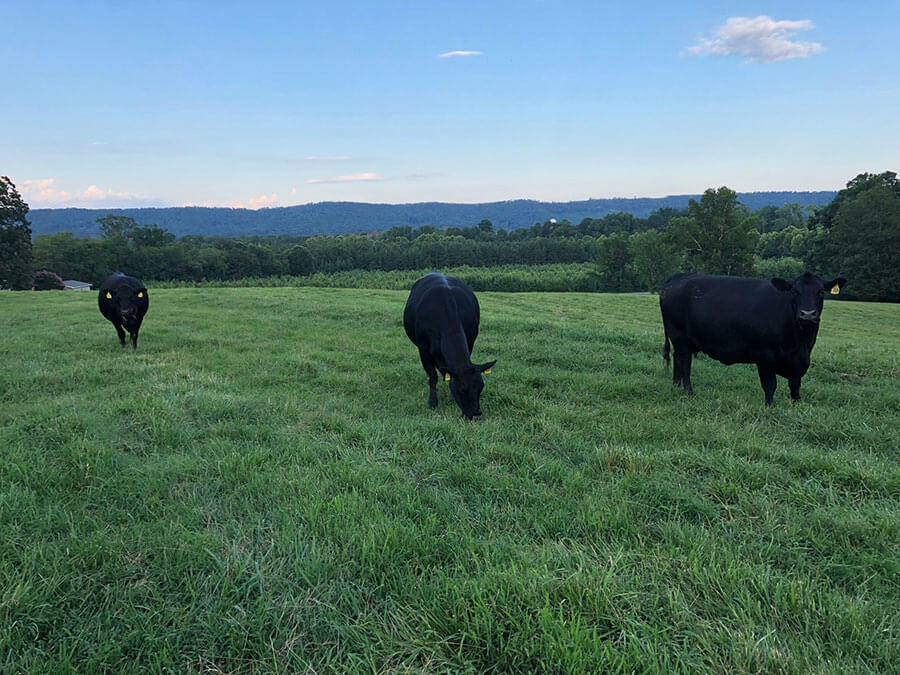 Maple Leaf Farms Rock Spring,