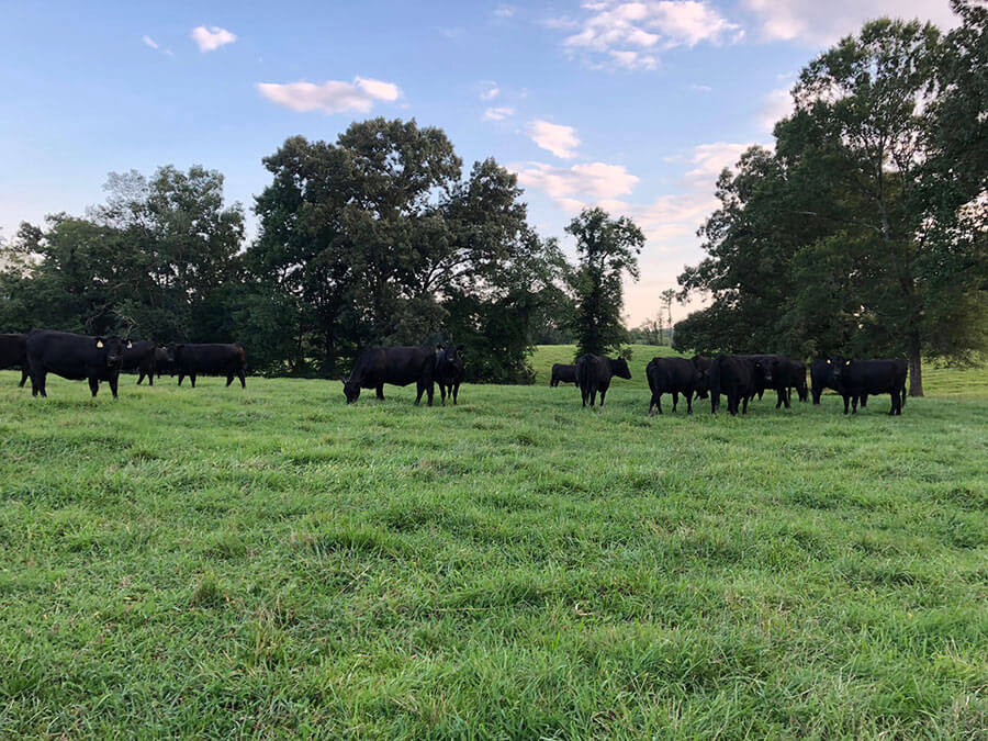 Maple Leaf Farms Rock Spring,