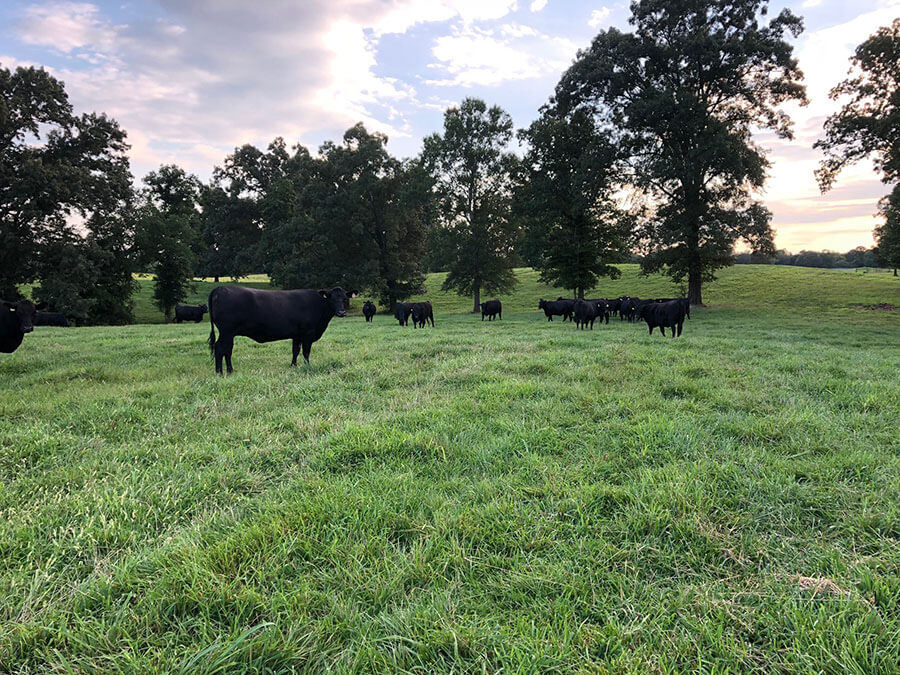 Maple Leaf Farms Rock Spring,