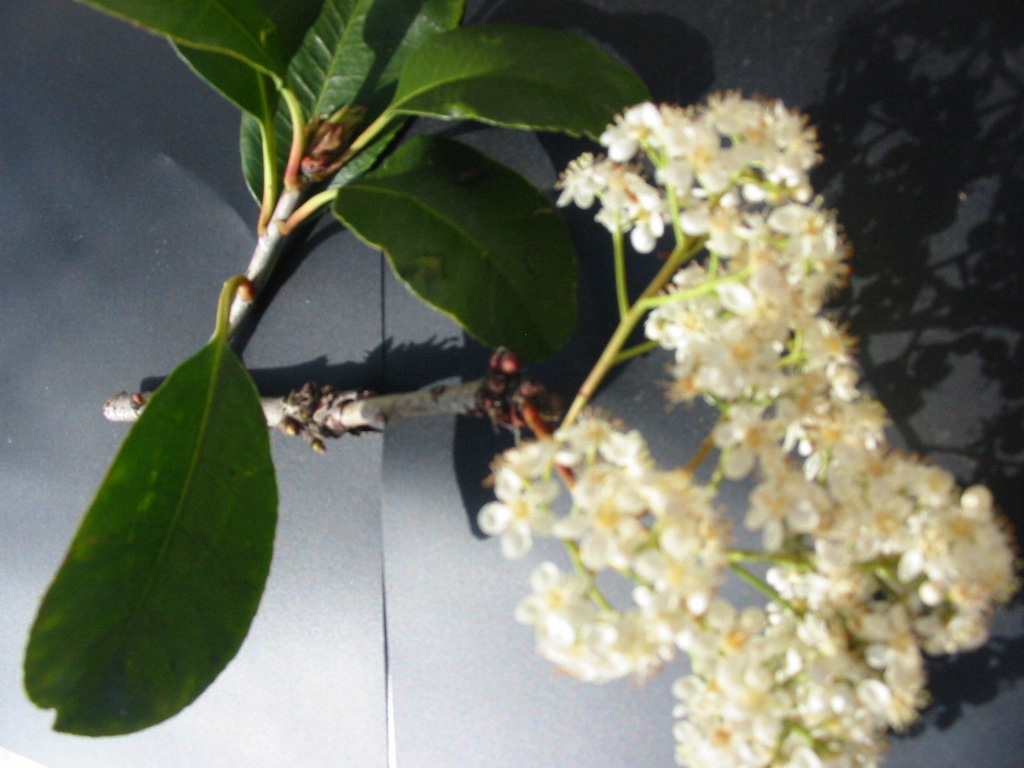 NRC Trees Maple Leaf Golf and Country Club