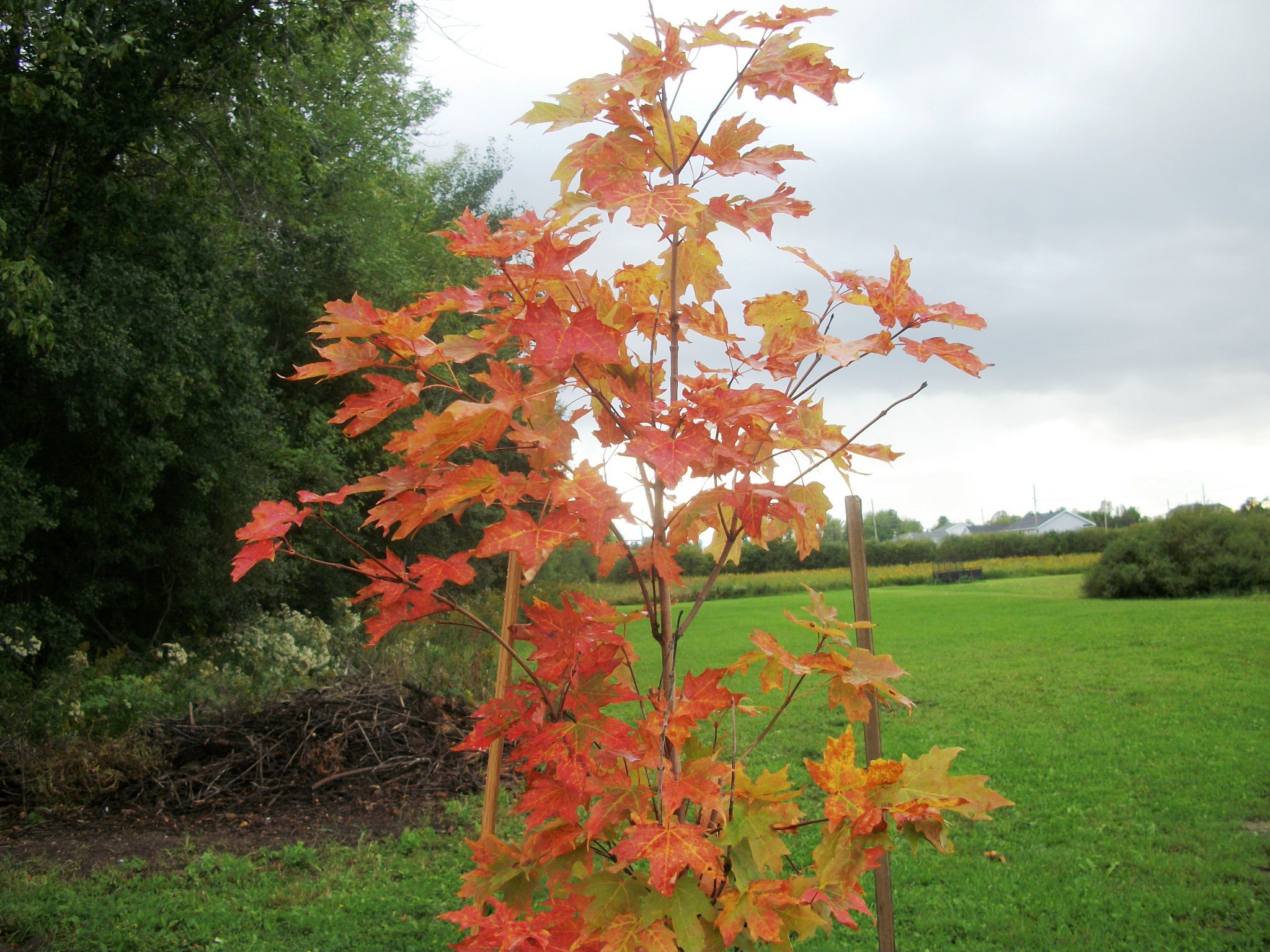 Fall & Winter Care of your Maple Trees Maple Leaves Forever