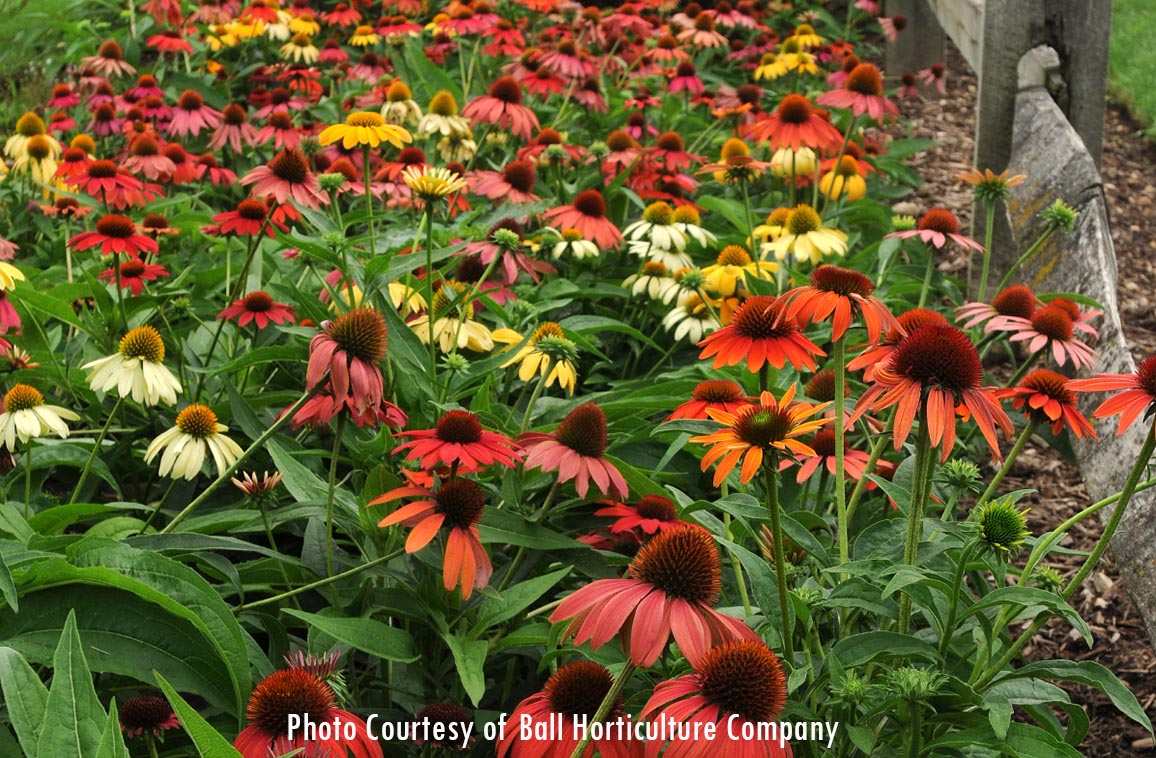 Cheyenne Spirit Coneflower Maples N More Nursery