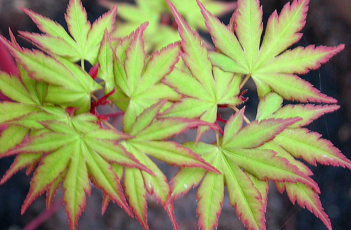 Sango Kaku Japanese Maple Maples N More Nursery