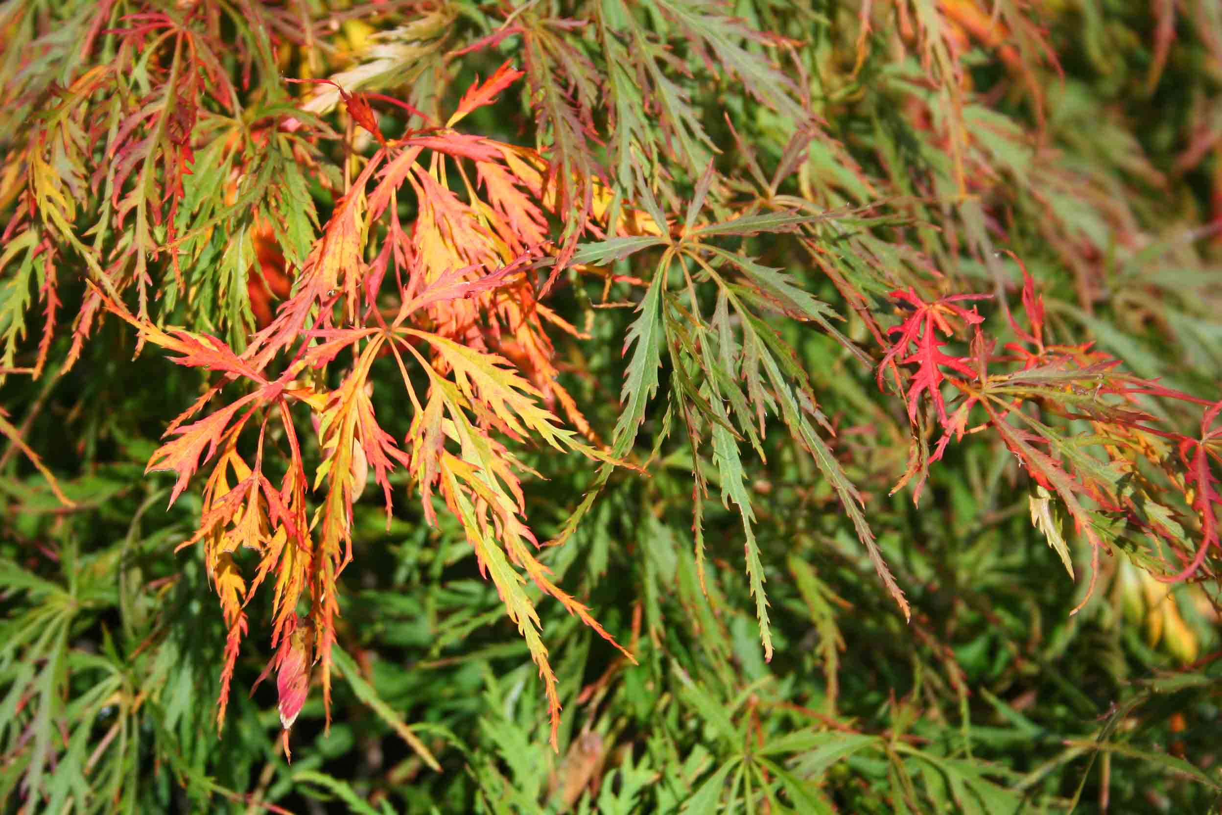 Waterfall Japanese Maple Maples N More Nursery
