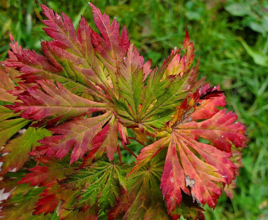 Aconitifolium Japanese Maple for sale at Maples N More Nursery