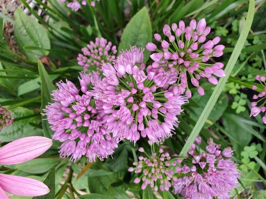 Millenium Allium for sale at Maples N More Nursery