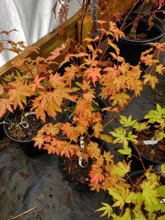 Anne Irene Japanese Maple for sale at Maples N More Nursery