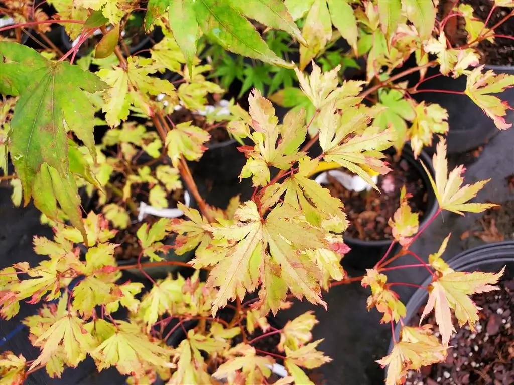 Anne Irene Japanese Maple for sale at Maples N More Nursery