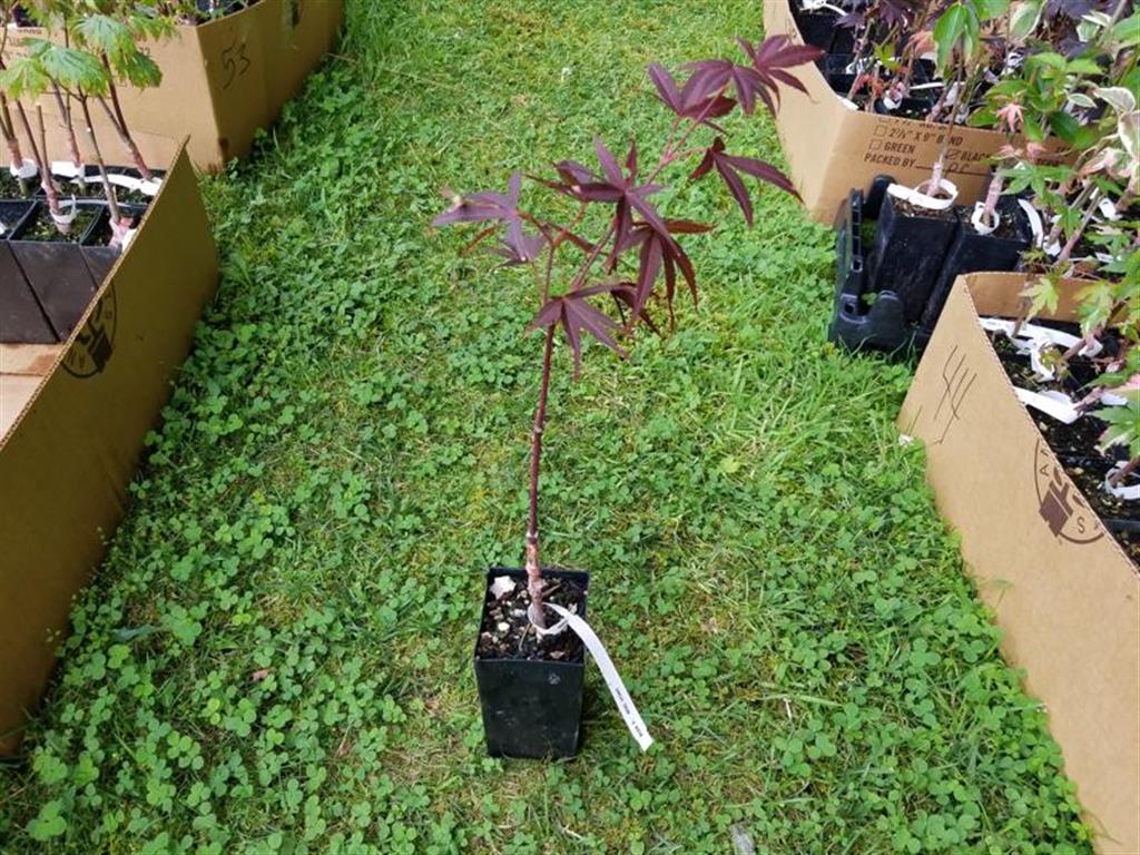 Beni Otake Japanese Maple for sale at Maples N More Nursery